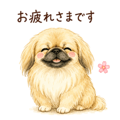 Pekingese Polite Business Keigo