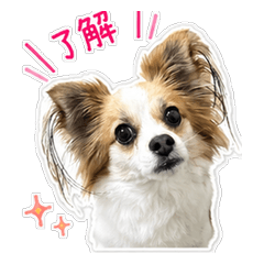 Choko Sticker