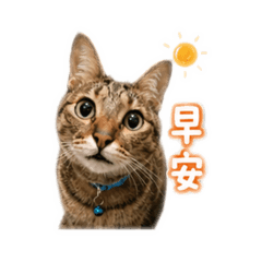 貓兒的日常生活