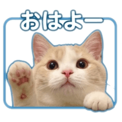 Chiifuku_20260520230947