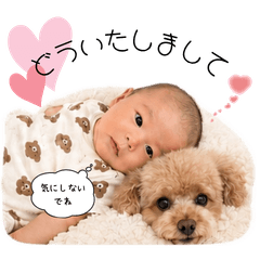 Sweet ToyPoodle