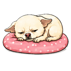 nugget the chihuahua