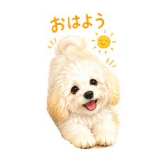 ruru_20260521073152
