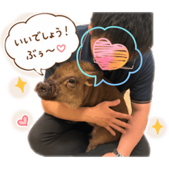DONchan to POLUKO_20260521081437