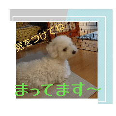 koko_20260521083632