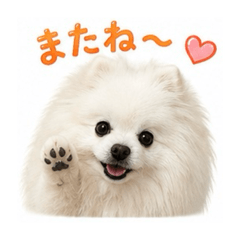 POMELOVE_20260521092538