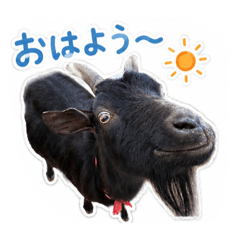 Sachi_20260521102026