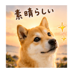 KOKO_20260521104725
