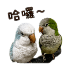 球球和綠綠日常