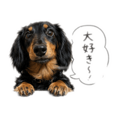 Lots of Love! Dachshund Stickers