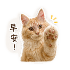 弟弟+cc