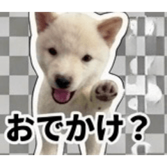 mako_20260521120922