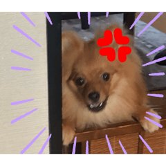 SHIMI_20260521123217