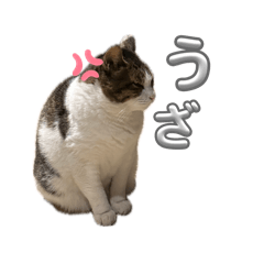 mapi_20260521124349