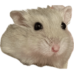 Airamahiro_desu_20260510103800