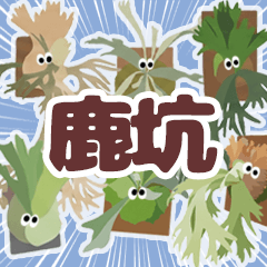Cute Platycerium (Staghorn Fern) Life