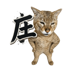 Catface_03