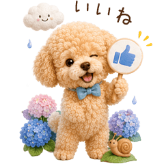 梅雨のふわもこトイプードル
