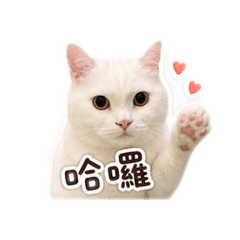 優雅麻吉貓