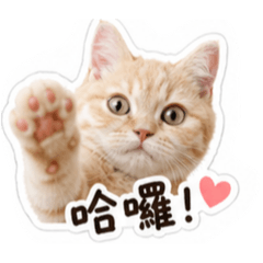皮皮小橘貓