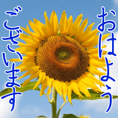 Pop-up! Summer sunflowers