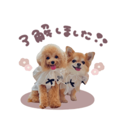 はちちゃん♡きゅーちゃんPinkStandard
