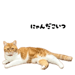 Saya_20260521151347