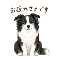 Border Collie Polite Business Keigo