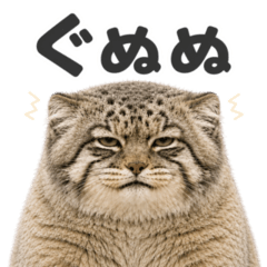 Deadpan Manul Cat Feelings