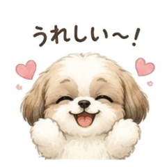 Fluffy Shih Tzu3 Reactions