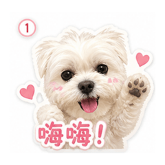 棉花糖の日常1