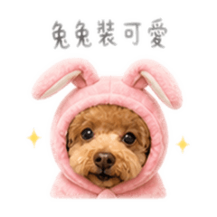 多多小狗日常
