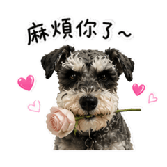 雪納瑞 02