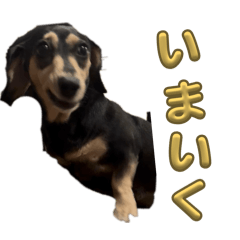 wankosan_20260521161950