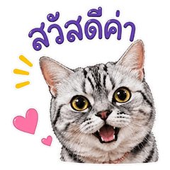 mojimojicat