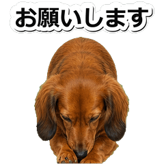 臘腸犬回覆1★
