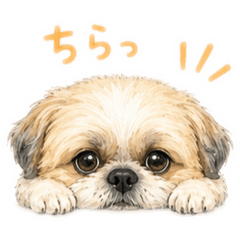 MKSNC_20260521162005