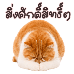 Orange Cat Fat and chubby