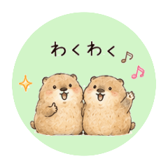 chubby marmot2