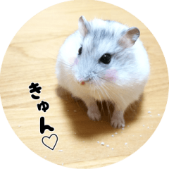 hamster ranmaru