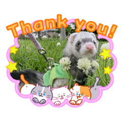 ferret.stamp