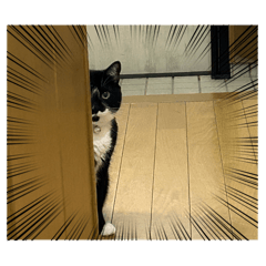 aoi_20260521174732