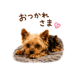 Teto the Sweet Shy Yorkie