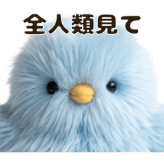 Positive Blue Chick