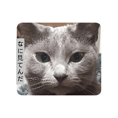 okaidoku