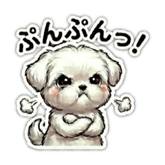 Bringing you comfort!An adorable Maltese