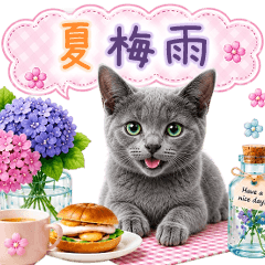 Cats in summer and rainy season