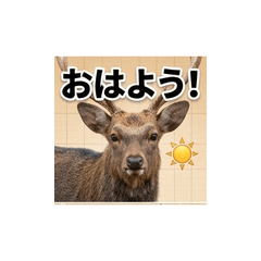Real Deer Daily Life Stickers