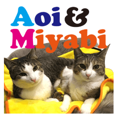 Aoi & Miyabi