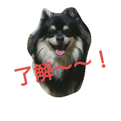Dog.KURORO